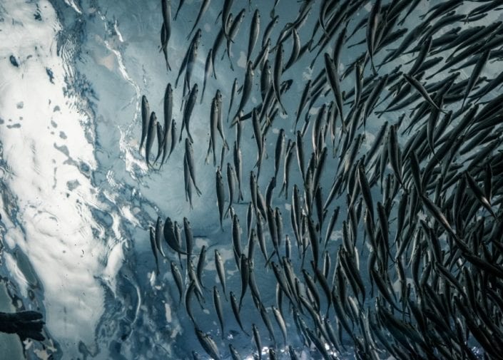 Shoal of fish