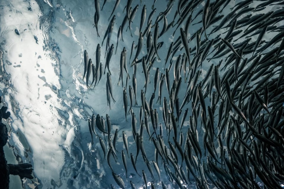 Shoal of fish