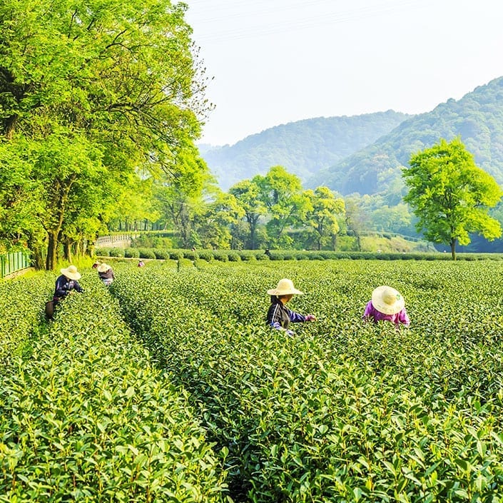 Persons picking green tea plant