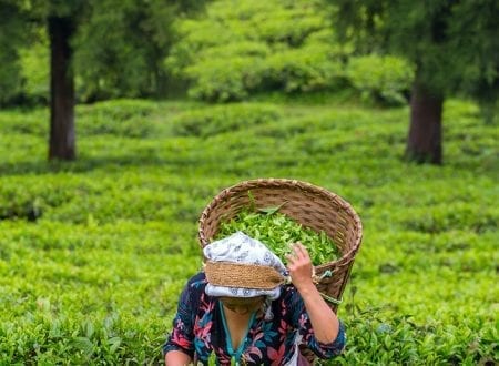 Person picking green tea plant