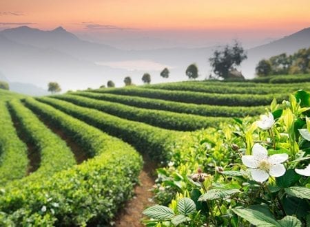 Fields of green tea plants