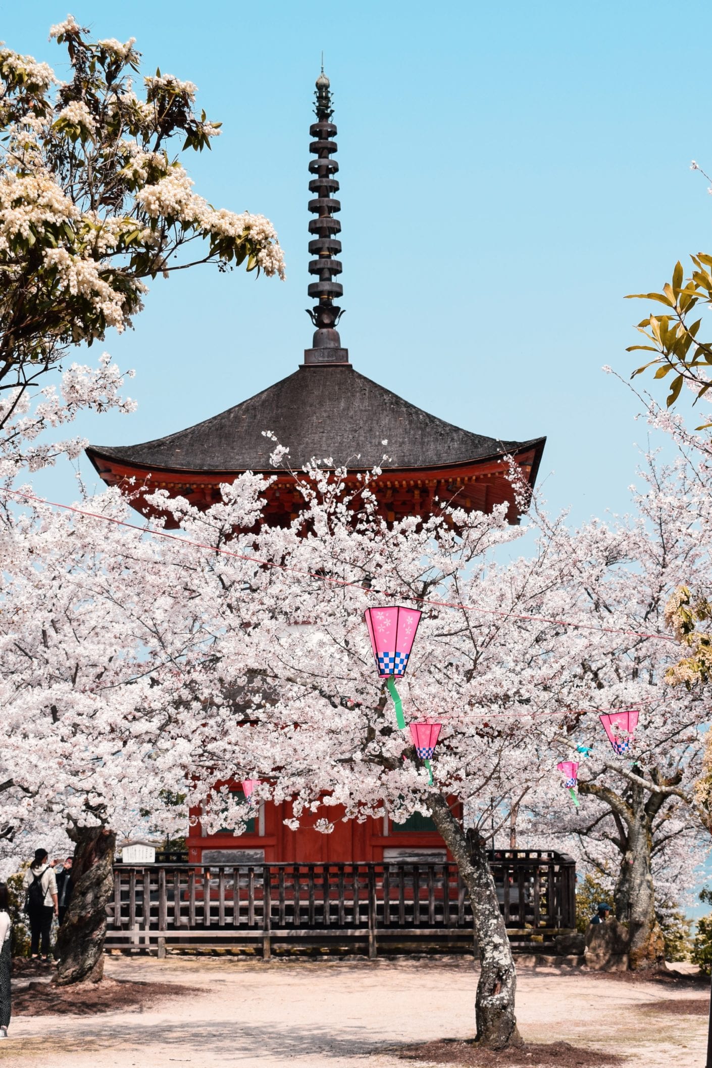 A cherry blossom (also called sakura or blossom) is the object of all eyes from March to mid-April in Japan